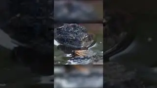 Они 17 лет ждали этого. Ночь цикад