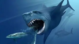 pemangsa ganas penghuni laut dalam - Hungry Shark !
