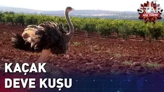 Suriye'den Kaçıp Sınırı Geçen Deve Kuşu Koruma Altına Alındı
