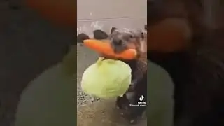 смешные моменты животных, бобер крысит)!