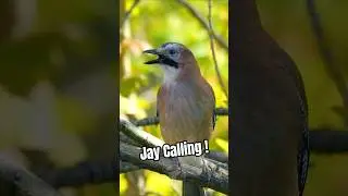 Watch This Amazing Eurasian Jay Calling