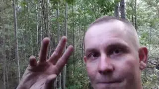 Вырвался в лес иду по тропе медведя.