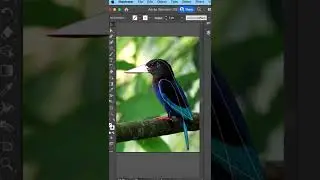 Adobe Illustrator Programında Kolay Vektör Çizim 
