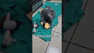 Читайте историю стойкой Искорки в комментариях🙏🏻 Помочь можно по реквизитам из шапки канала