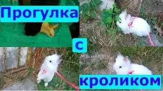 ШОК! Пополнение кроликов // Прогулка с кроликом