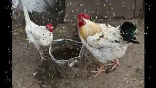 Курочка    Ярослав Евдокимов