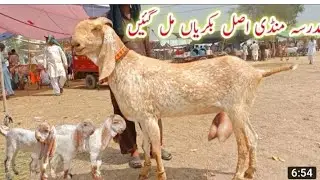 Eid ke baad Pehli Mondi Madrasa Bakra Mandi 3 3 bacchon wali Badi bakriyan