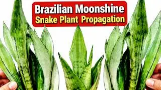 Brazilian Moonshine Mutant Snake Plant Propagation & Care | Sansevieria trifasciata