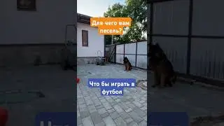 #тимасветлогорских