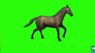 horse running green screen video||