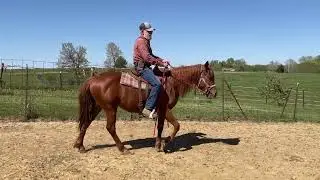 Nicker's Second Ride