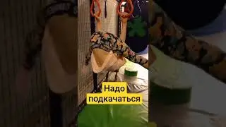 НАДО ПОДКАЧАТЬСЯ!!!😁😎💪🏃‍♀️🏋️‍♀️🤸‍♀️#рек #дети #рекомендации #круто #спорт #Настя #Гимнастика #трюки