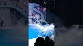 Москвариум. Шоу касаток.