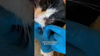 К чему может привести маленькая рана? 