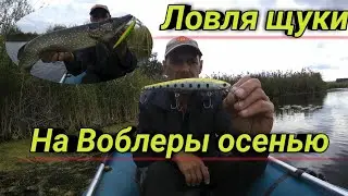 Pike fishing in autumn. Pike fishing with spinning rods. With wobblers in autumn.