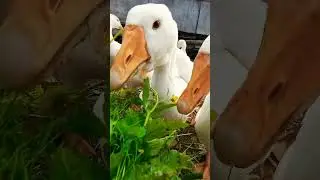 Гусь - Линда