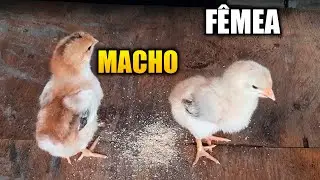 COMO SABER SE O PINTINHO É MACHO OU FÊMEA... sem erros