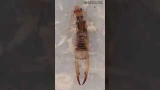 Двухвостки - это не уховёртки. // Clever Cricket #shortvideo #shorts #short