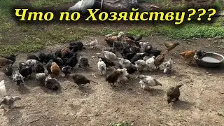 Вся моя Птица///Что с Бройлерами///Smart Feed