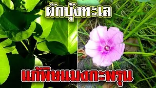 ผักบุ้งทะเล แก้พิษ แมงกะพรุน | ผักบุ้งทะเล สรรพคุณ แก้พิษแมงกะพรุนไฟ และ ลักษณะทางพฤกษศาสตร์