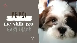 Pepsi The Shihtzu