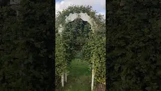 Правильная обрезка клематиса Пурпуреа Плена Элеганс