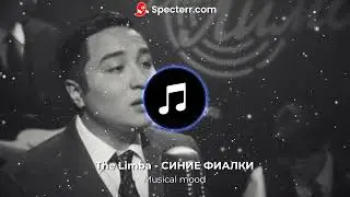 The Limba   СИНИЕ ФИАЛКИ