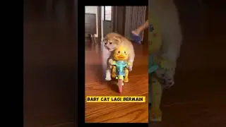 Baby cat punya mainan baru#shorts #kucinglucu #kucing