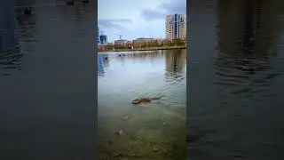 БОБР🦫 продолжение 