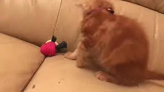 Малыш мейн кун 1 месяц играет)