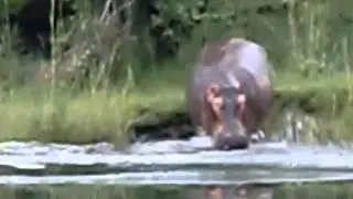 hungry hungry hippos