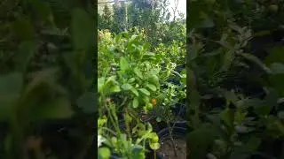 Hundreds of grafted kagzi lemon plants 