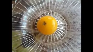 Томат 