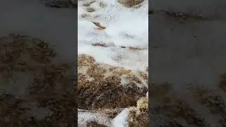красота Карелии в одном бокале