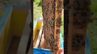 Даём расплод в отводки 
