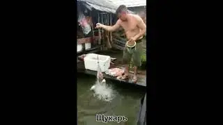 Как поймать ПИРАНЬЮ быстро и много