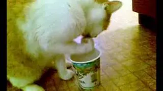 Бонифаций и сметана.