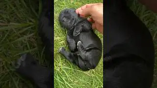 #puppies ##szczeniak #motorek #puppy #dog