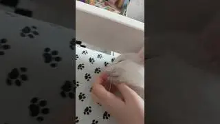 #котики