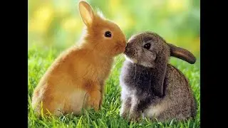 20 животных, опровергающих эволюцию