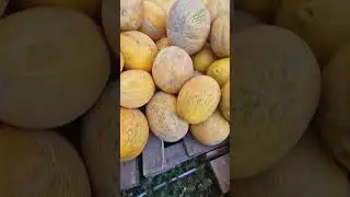 14.08.24 зібрали диню