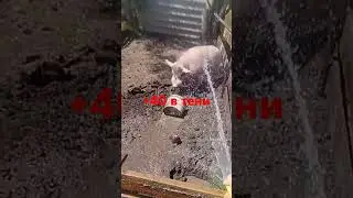Купание белого поросёнка/Жара Спасаем Беляша