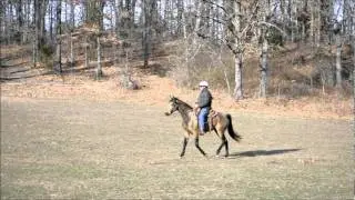 Gaited Morgan 2009 Buckskin Mare November 2011