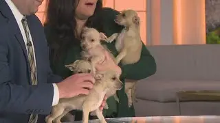 Meet all four puppies for Pick of the Litter on August 27
