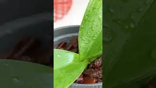 How to water your orchid properly