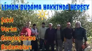 Limon Budaması Nasıl ve Ne Zaman Yapılır?