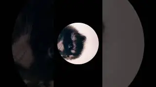 Pedro the Raccoon is Back! Pedro Pedro Pedro PEDRO PEEEE