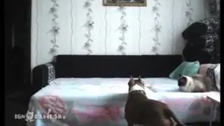 Чем занимается собака, пока хозяина нет дома