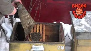 Uniting bees in winter
