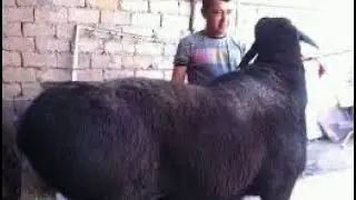 Арашан кочкор